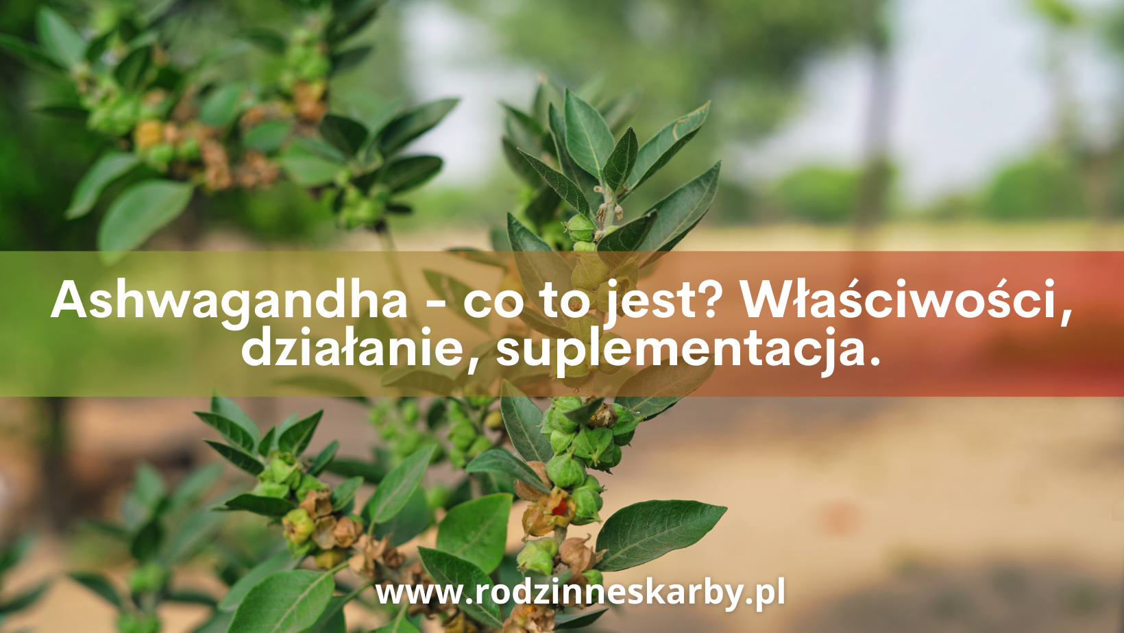 Ashwagandha – co to jest, właściwości, działanie, suplementacja