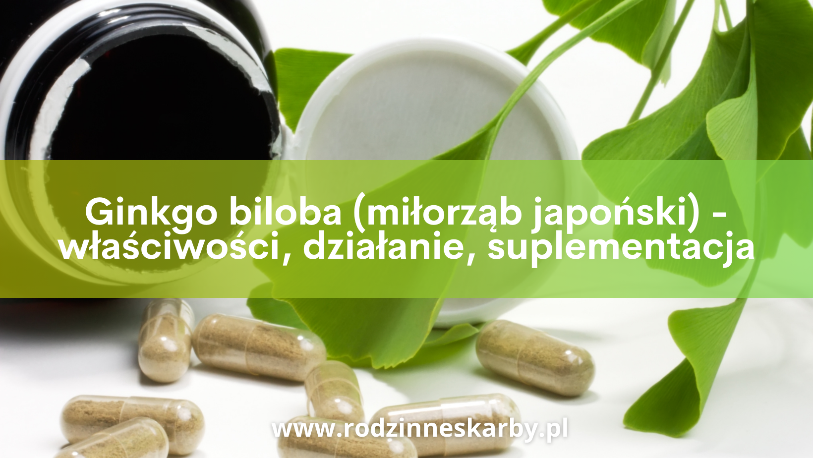 Ginkgo biloba (miłorząb japoński) – właściwości, działanie, suplementacja