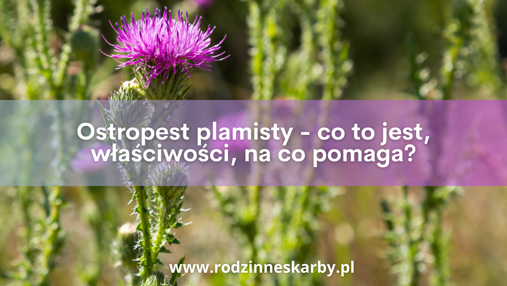 Ostropest plamisty – co to jest, właściwości, na co pomaga?