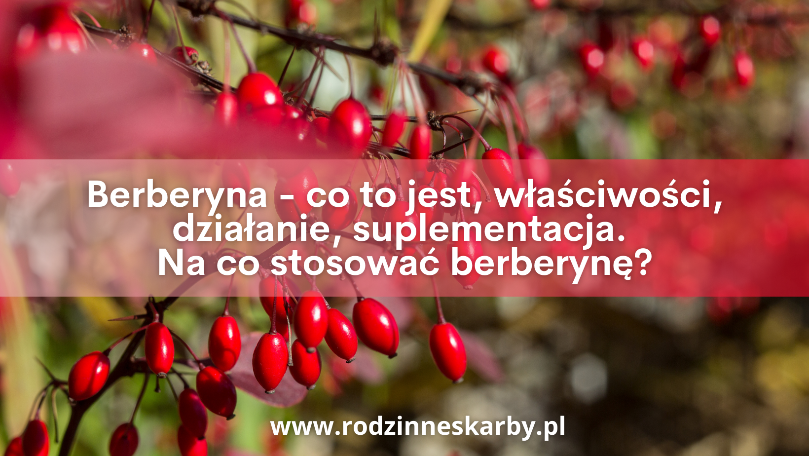 Berberyna – co to jest, właściwości, działanie, suplementacja. Na co stosować berberynę?