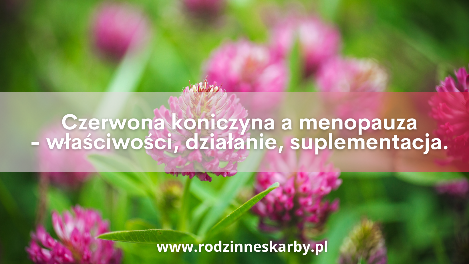 czerwona koniczyna a menopauza wlasciwosci dzialanie suplementacja