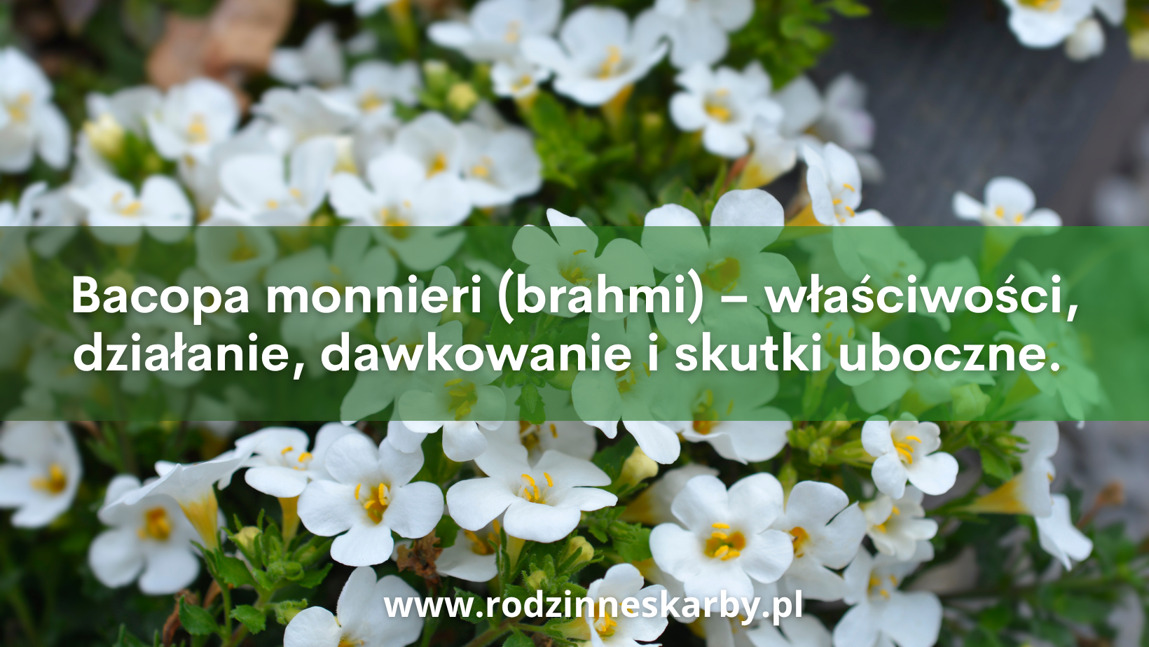 Bacopa monnieri (brahmi) – właściwości, działanie, dawkowanie i skutki uboczne. Czy warto sięgać po suplementację bacopa monnieri?