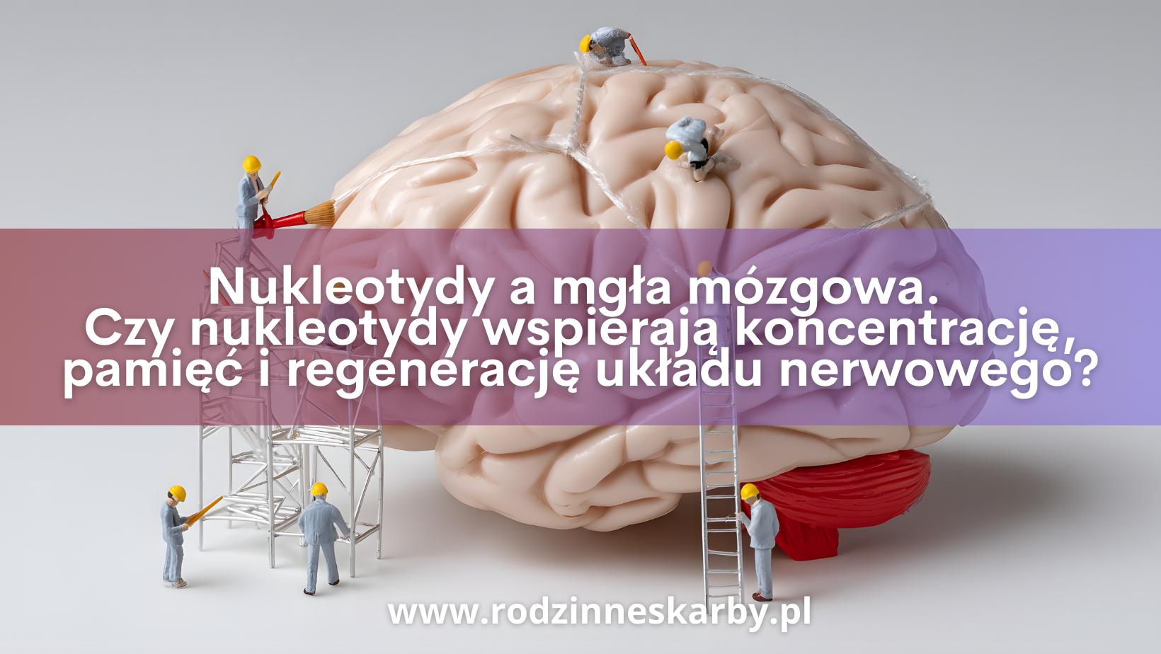 nukleotydy a mgla mozgowa czy nukleotydy wspieraja koncentracje pamiec-i-regeneracje ukladu nerwowego